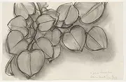 ARTICULOZY Giclee Print Rolled - Henri Matisse - Branch of a Judas Tree - 40x50 Inch Canvas Wall Decor Art Print