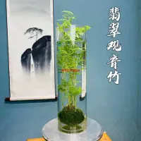 在飛比找蝦皮購物優惠-翡翠觀音竹苔蘚球花卉盆栽培造景盆栽綠植花卉植物水培植物水養