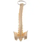 Miniature Human Spine Skeleton Keychain for Teaching and Decoration Key Chain