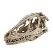 Teaching Model Dinosaur Skull Model Velociraptor Fossil Resin Skull Dinosaur