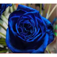 在飛比找蝦皮購物優惠-稀有品種 藍色妖姬玫瑰種子 玫瑰花種籽 種子 限時特價 壹元