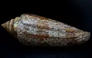 Conus gloriamaris 141 mm F+++ MONSTER size, HIGH QUALITY "closer to 6 inches"