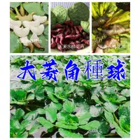 在飛比找蝦皮購物優惠-【大菱角種球】高產大菱角種子|菱角苗種植|四季|水生植物|紅