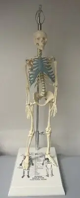 NEW 21 inch Tall Human Skeleton Model Skull Anatomical Model with Stand