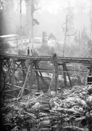 Powell Town Victoria 1920 - A man on a trestle bridge over a ferny- Old Photo