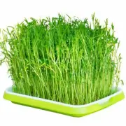 Tools Planting Trays Capacity Soil-Free Begginers Microgreens Sprouter Tray