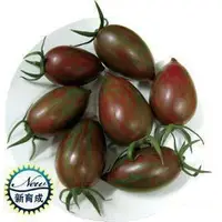 在飛比找蝦皮購物優惠-仙桃彩衣番茄種子 可陽台種菜盆栽15粒裝40元