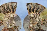 Large Ammonite Cut Pair Nice Crystal Cavity 110myo Fossil XXL 198mm 7.8" 4298bb