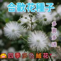 在飛比找蝦皮購物優惠-🌿臺灣🌿 【合歡花種子】多色合歡種子銀合歡金合歡馬纓花絨花樹