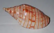 69 mm GREAT PATTERN Harpulina Arausiaca Volute Seashell #AB3 From Tami Nadu