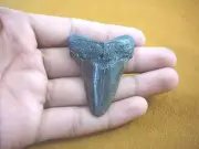(S258-17) 2-3/16" wicked Fossil MEGALODON Shark Tooth Teeth JEWELRY love sharks