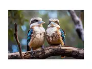 Laughing Kookaburra Pair Canvas Print