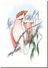 Vintage John Gould Bird Art CANVAS PRINT~ Major Mitchel Cockatoo 16"X12"