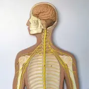 Anatomical Human Nervous System Model - Medical Skeleton Anatomy