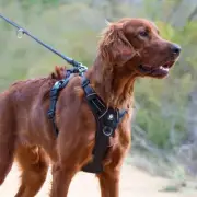 Huskimo Ultimate Dog Harness in Dark Sky - Medium