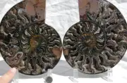 RARE 1in100 BLACK Ammonite PAIR Deep Crystals 110myo FOSSIL XL 192mm 7.6" 1739xx