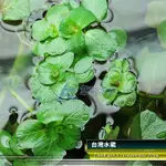 【AC草影】台灣水龍【三株】漂浮水草 吸收養分 抑制藻類 除藻 鬥魚繁殖 孔雀魚繁殖 真水草 綠水草 園藝水草