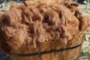 Huacaya Alpaca raw fleece Brown colour 200g extra fine Australian 10 sm staple