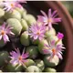 ⓒConophytum minutum肉錐種子 (10顆裝) 進口多肉植物種子【A33】