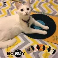 在飛比找蝦皮購物優惠-帕彼愛逗 喵居歲月法國《BOBBY》貓咪抓唱盤 貓DJ 貓抓