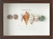 AEIUER Wall & Tabletop Small Wooden 3D Herbarium,Wood Frame with Colorful Conchs Specimens,Creative Decor Painting Handicrafts (Prospect)