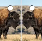 American Buffalo/Bison Cornhole Board Wrap LAMINATED Decal Vinyl Sticker #4324