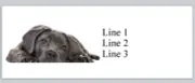 Personalized Address Labels Cute Black Labrador (p 831)
