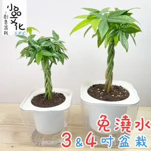 【現貨】【小品文化】辮子馬拉巴栗 4吋透明懶人盆栽 發財樹 加水更方便 觀葉植物 室內植物 水培 花盆 居家辦公盆花