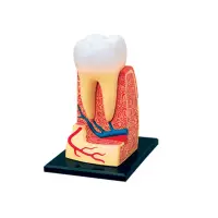 在飛比找蝦皮商城優惠-4D MASTER益智拼裝玩具人體牙齒器官解剖模型醫學教學D