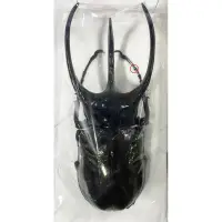 在飛比找蝦皮購物優惠-【Big size】Chalcosoma chiron ja