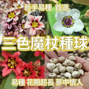 🔥🔥三色魔杖種球🔥🔥鳶尾科魔杖 懶人球根植物 宿根多年生長 新手易種植 花色艷麗