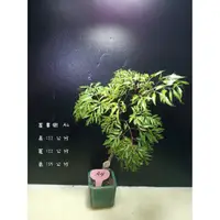 在飛比找蝦皮購物優惠-寶悅 小品盆栽 A4 富貴樹 福祿桐