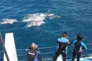 Dolphin Watch Child - Glenelg