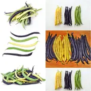 Dwarf Bean - Heirloom Mix (Bush) seeds