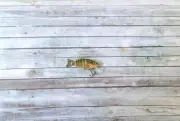 OBT Midget Swimbait Bibbed Sooty