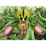 虎斑托鞋蘭PAPHIOPEDILUM TIGRINUM。植株優二大芽