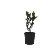 140mm Gardenia Golden Magic - Gardenia jasminoides 'Golden Magic'