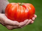 Tomato Giant Syrian 15 Seeds Up to 1kg Heirloom Rich Flavour Hot&Humid