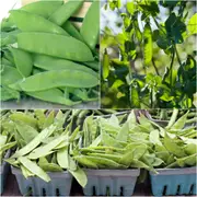 Pea (Snowpea) - Oregon Sugar Pod seeds