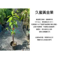 在飛比找蝦皮購物優惠-心栽花坊-久蜜黃金果/4吋/黃晶果/黃金果/嫁接苗/水果苗/