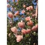 亞伯拉罕達比_ ABRAHAM DARBY_ _因玫瑰繁殖不易、請先私訊有無現貨！