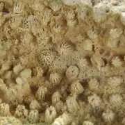 CORAL FOSSIL - Upper Jurassic - Wierzbica quarry- POLAND 1G84