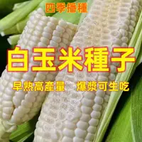 在飛比找蝦皮購物優惠-🔥今年新品 高質量💎白龍王玉米種子💎白玉米種子 玉米種子 水