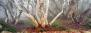QPuzzles 525XL Piece Jigsaw Puzzle - Ken Duncan - Snowy River Country