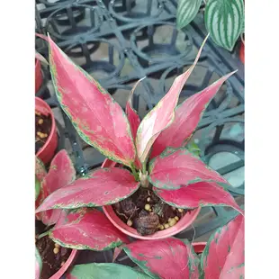 芙菈朵森林 翡翠紅 紅寶石 吉利 紅顏 粗肋草 5吋盆 觀葉植物 室內植物