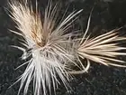 FLY FISHING FLIES GREY WULFF # 14 DRY FRONTIER ATTRACTOR PATTERN