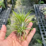 TILLANDSIA IONANTHA 各式空氣鳳梨小精靈