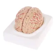 Disassembled Anatomical Human Brain Model Anatomy Medical Teaching Tool