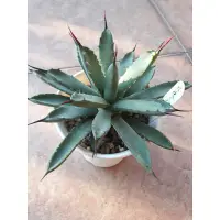 在飛比找蝦皮購物優惠-❗特價❗🌟Agave 玫瑰八荒殿 龍舌蘭❗ 裸盆寄❗ 一物一