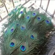 20 Pcs/Lot Top Quality Peacock Feathers Feather Decor Handicraft Accessories